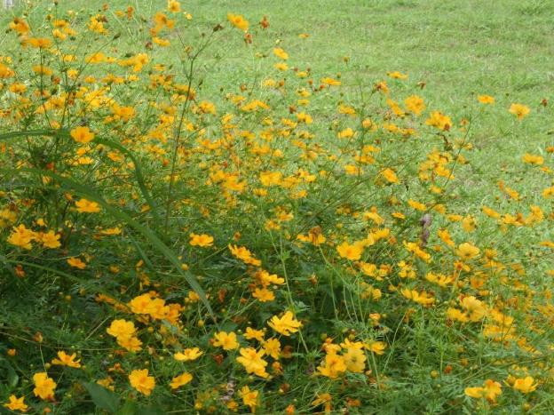 good morning pai adult only