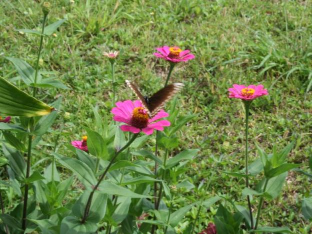 good morning pai adult only