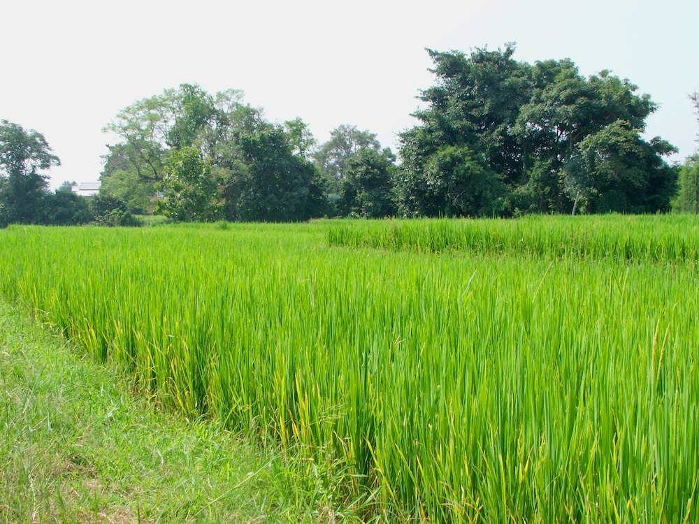 good morning pai adult only