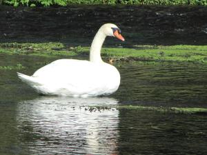 vogelgrun