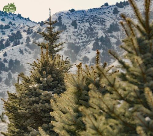 eco lodge caucasus wildlife refuge