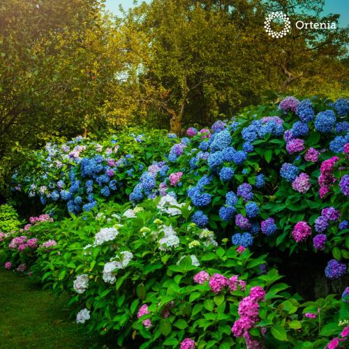 ortenia apartments in nature