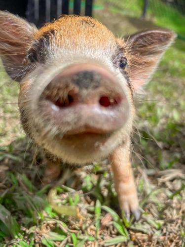 hotel fazenda golden park campos do jordao