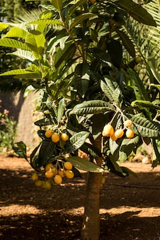 santa eulalia del rio