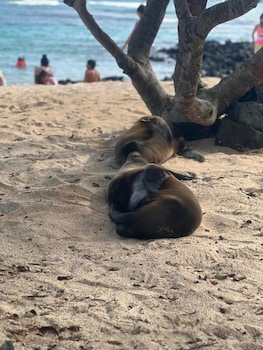 puerto ayora