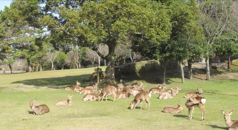 Hotel Pagoda,Nara Prefecture>>Nara,3 star