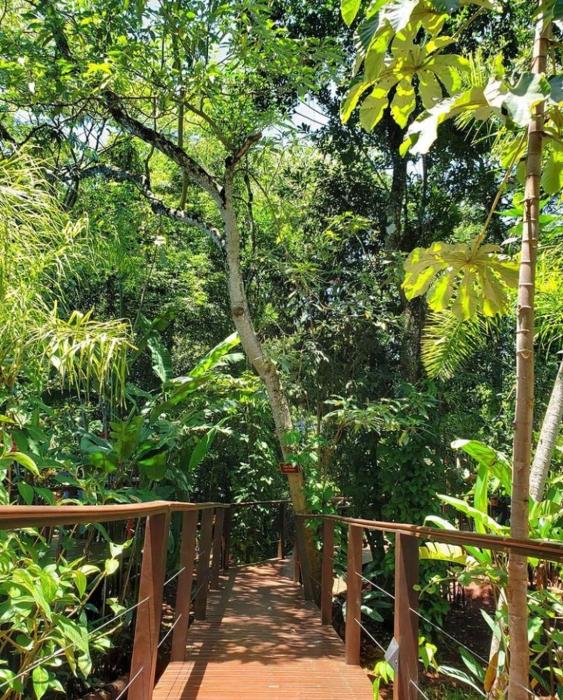 selva de laurel
