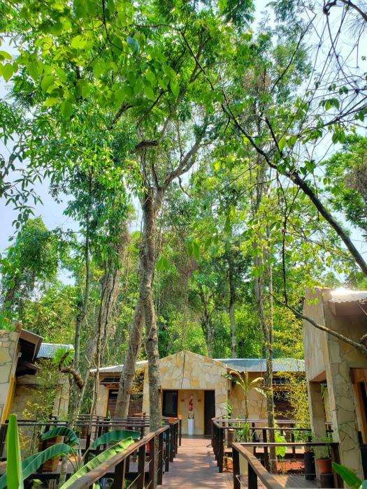 selva de laurel