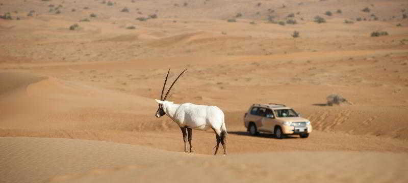 al maha a luxury collection desert resort and spa dubai adults only