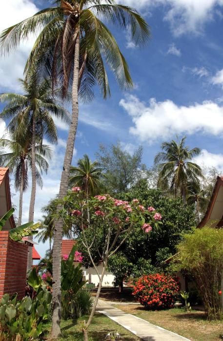 the frangipani langkawi resort and spa