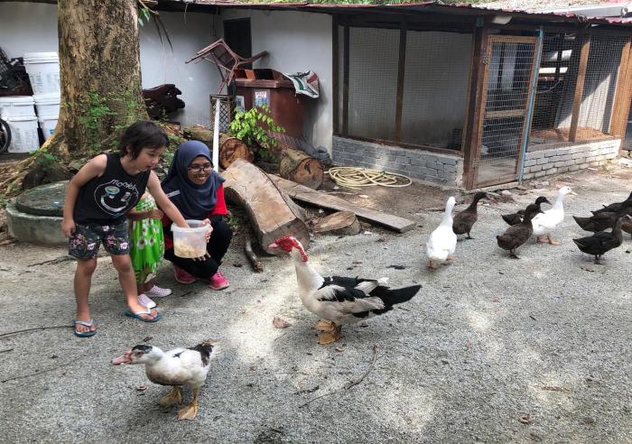 the frangipani langkawi resort and spa