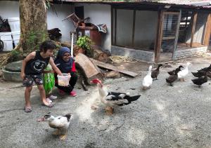 the frangipani langkawi resort and spa