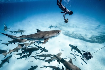 dolphin cove adults only