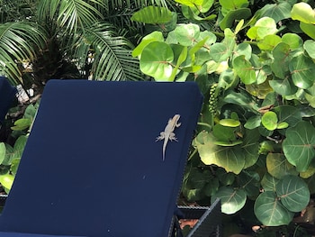 dolphin cove adults only