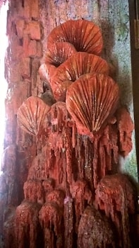 Crazy House,Dalat>>Da Lat,3 star