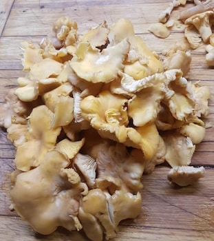 castiglione del lago