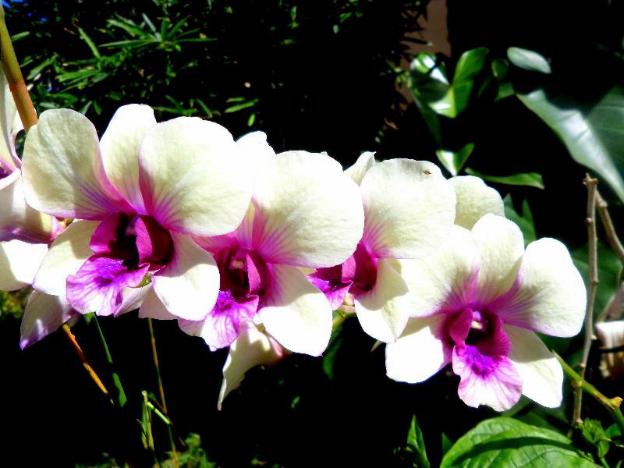 oasis resort and spas