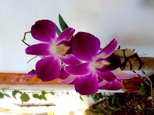 oasis resort and spas