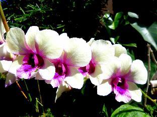 oasis resort and spas