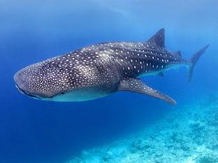 oslob malonzo pension house