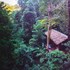 our jungle house