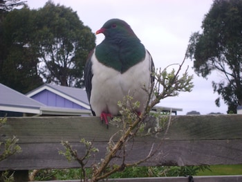 catlins newhaven holiday park