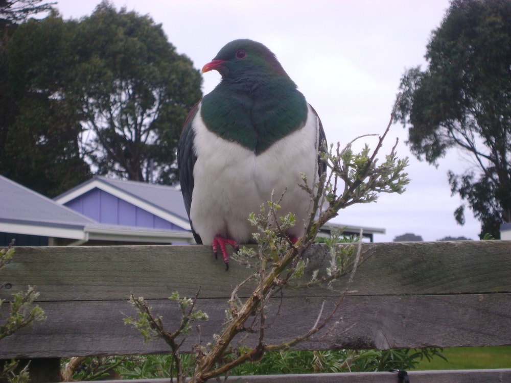 catlins newhaven holiday park