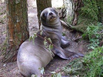 catlins newhaven holiday park