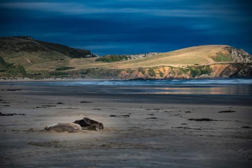 catlins newhaven holiday park