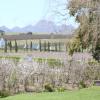 stellenbosch