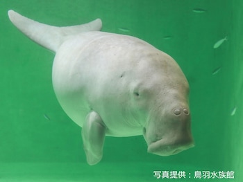 ooedo onsen monogatari shima saichoraku