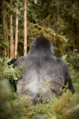 oneandonly gorillas nest
