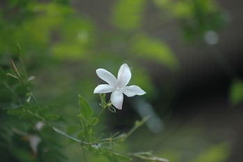 lake lodge boutique hotel kandalama