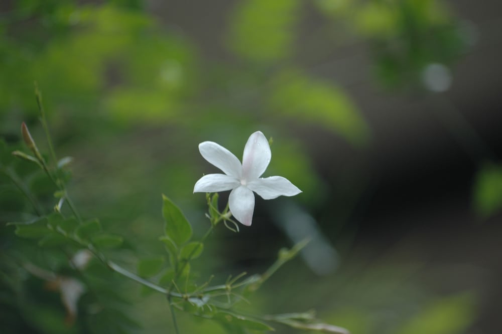 lake lodge boutique hotel kandalama