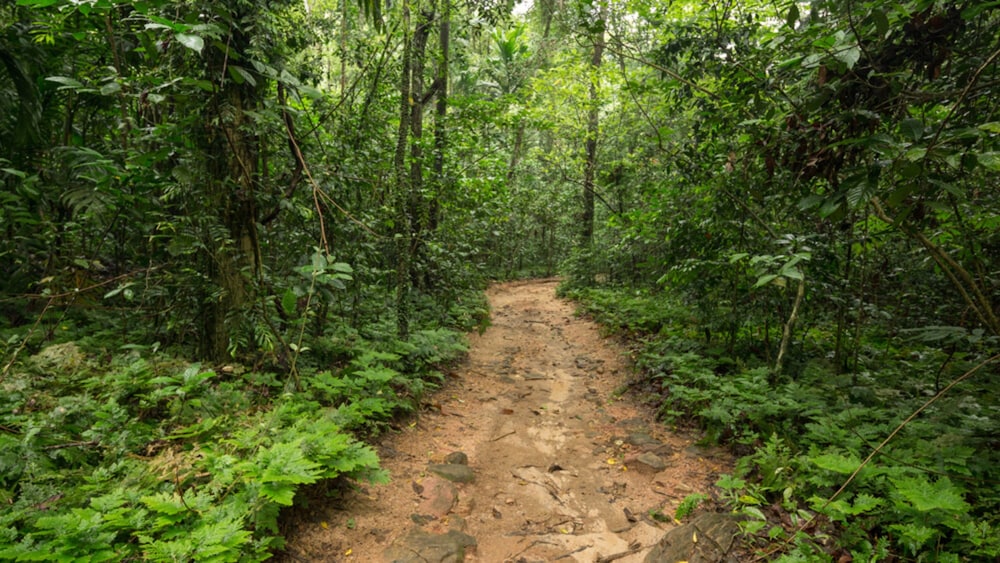 palmstone retreat kithulgala