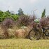 the natural garden khao soi dao