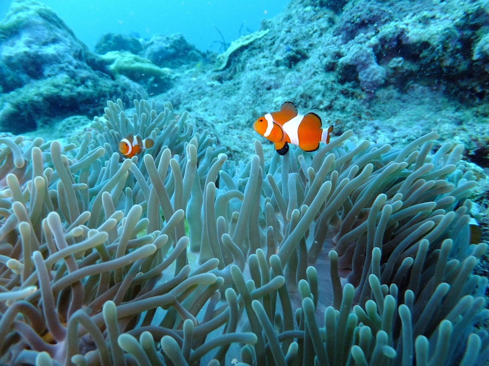 divegurus boracay beach resort