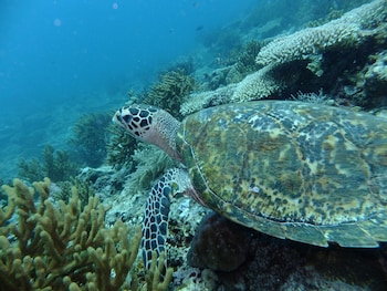 divegurus boracay beach resort