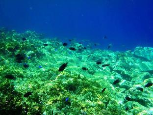 panglao kalikasan dive resort