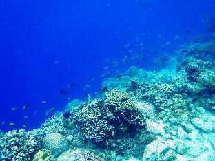 panglao kalikasan dive resort