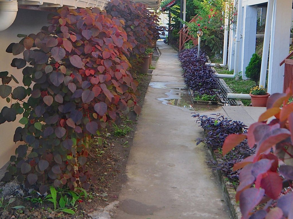 Nabalu Kundasang Lodge,Kundasang>>Kota Kinabalu,3 star