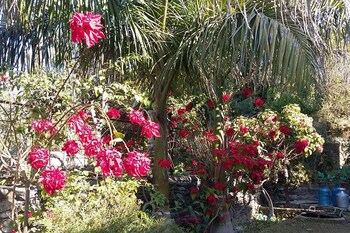 hotel bandipur palace