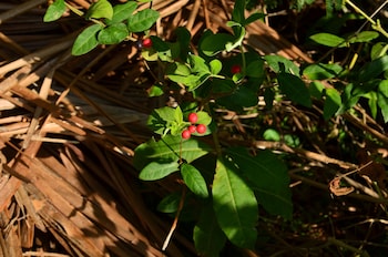 thissamaharama
