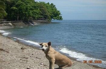algens dive resort
