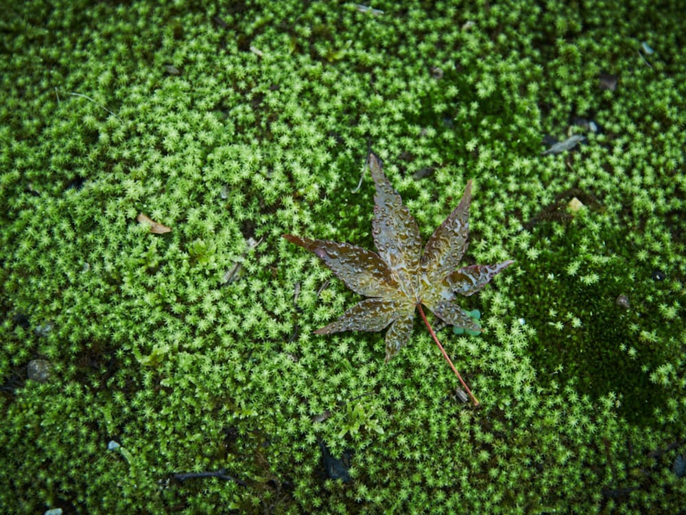 yufuin sanso warabino