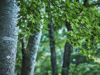 yufuin sanso warabino