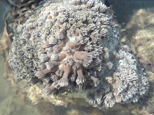 racha sunset resort koh siboya