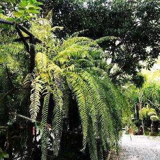 khaocheechan homestay