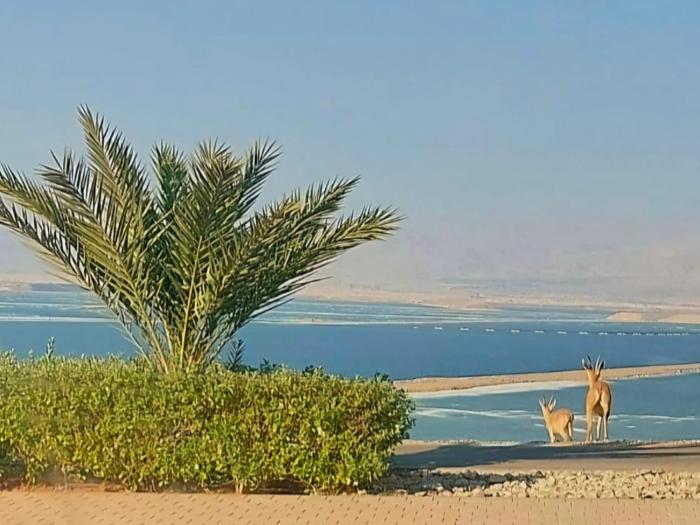 aloni guest house dead sea