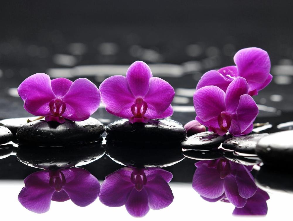 homewood suites by hilton toronto airport corporate centre